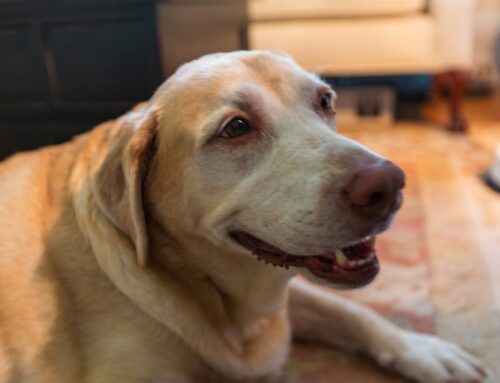 Hypothyroidism in Dogs: Causes, Symptoms, and Care