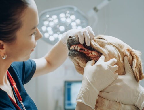 The Impact of Dental Disease on Your Pet’s Overall Health: Understanding the Systemic Risks