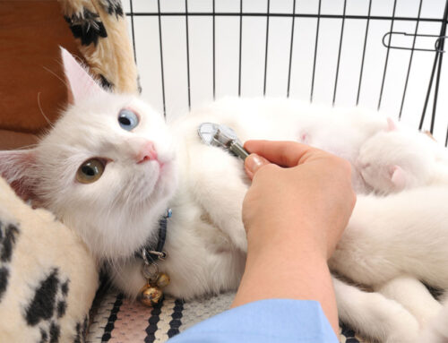 When is it an emergency? Signs your pet needs to see the vet: concerning symptoms