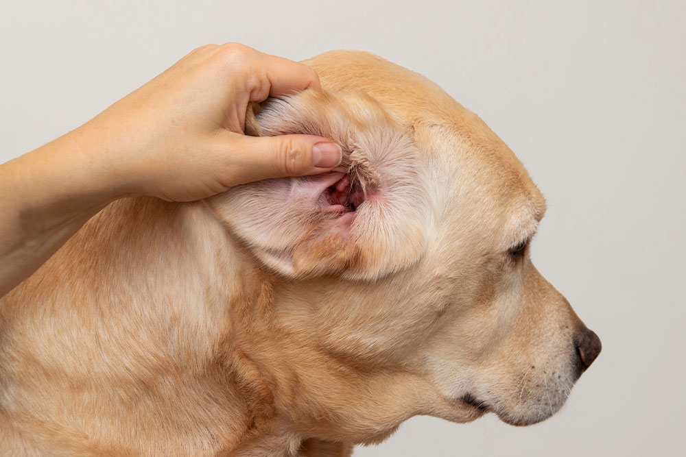 Hand examining the red, inflamed ear of a light brown Labrador Retriever.