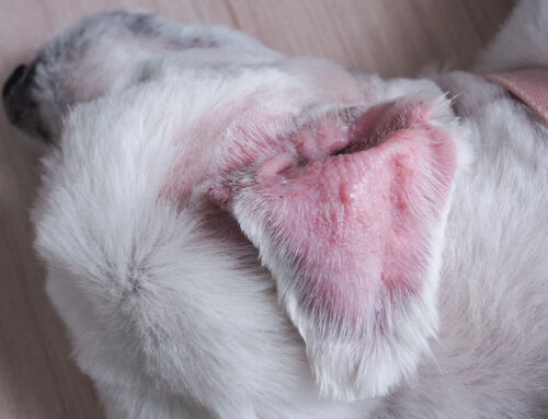 Recognizing and Treating Ear Hematomas in Dogs