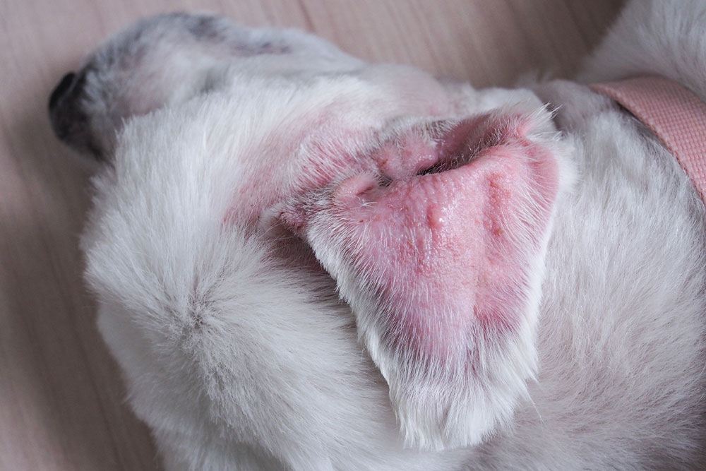 Close-up of a small white dog's ear, showing the inner flap (pinna) is bright red, swollen, and inflamed, likely due to a skin condition or infection.