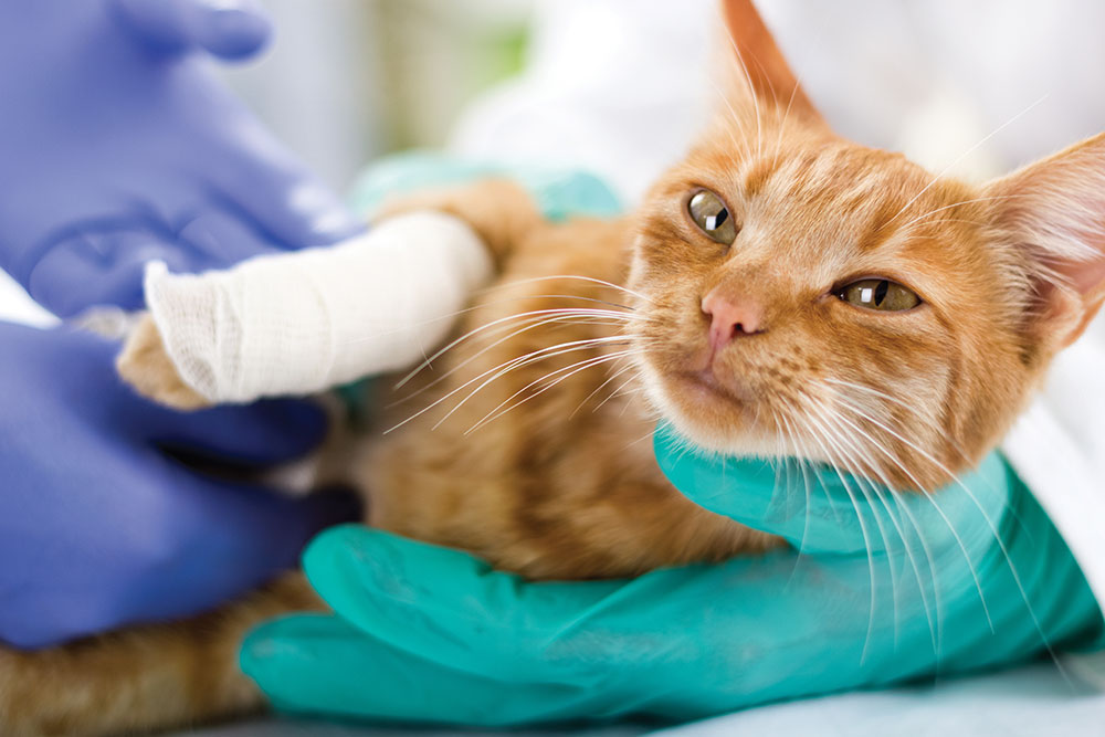 An orange tabby cat being held by a veterinarian in teal and blue gloves while its front paw is wrapped in white gauze bandages.