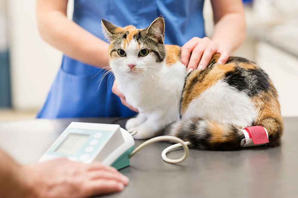 Cat blood pressure exam at veterinary clinic.
