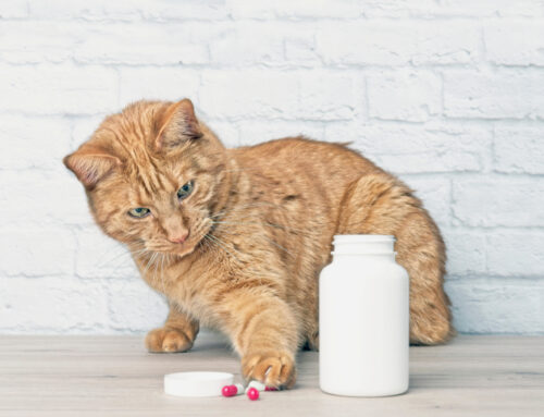 Joint-Support Nutrition: Omega-3s, GLM, and Collagen