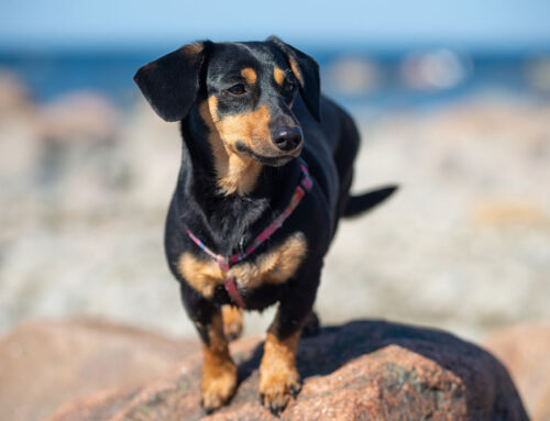 Body Condition Score: How to Score and Why It Matters