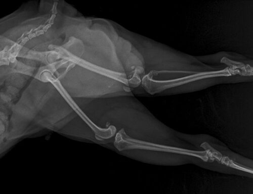 Senior Screening: Blood Pressure, Thyroid, and X-Rays