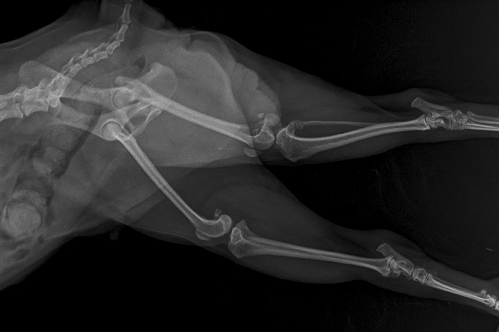 Vet X-ray of a dog’s pelvis and hindlimbs for orthopedic evaluation.