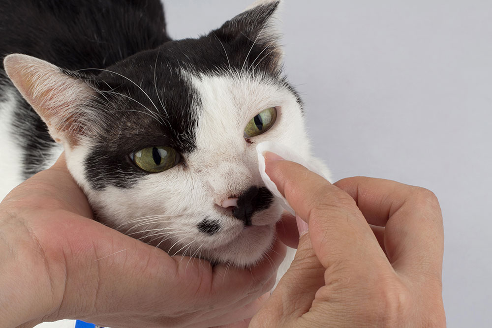 A person's hands gently using a white cotton pad to clean around the eyes of a black and white cat.