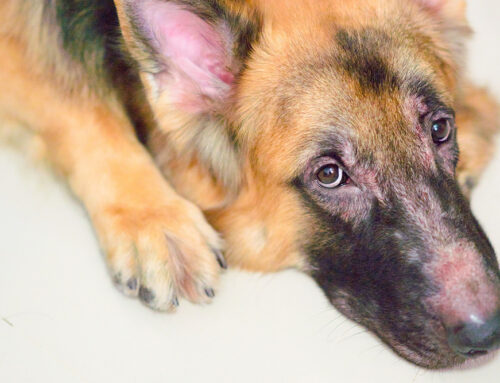 Alopecia in Dogs & Cats: Endocrine vs. Dermatologic Causes