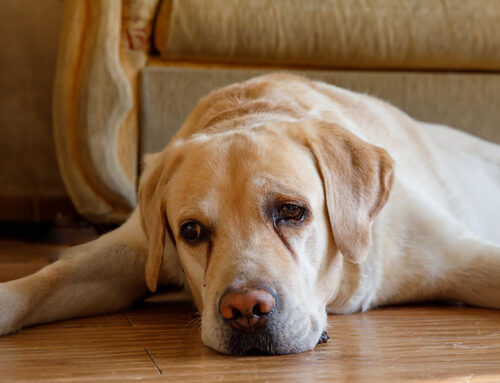 Tear Staining, Saliva Staining