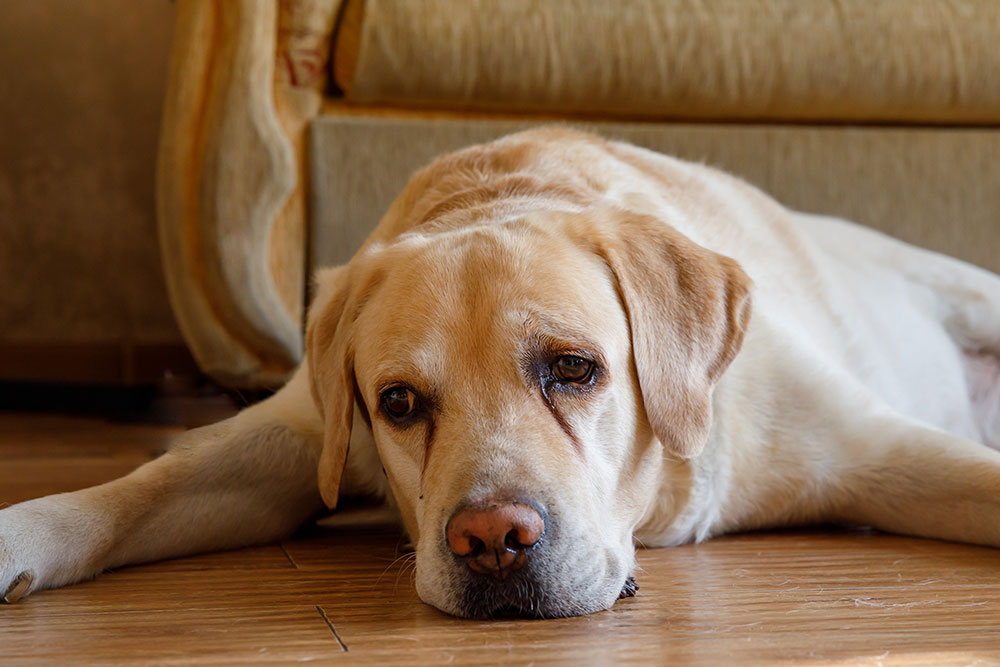 A light-colored Labrador Retriever lying flat on a wooden floor with a melancholy expression and visible tear stains under its eyes.