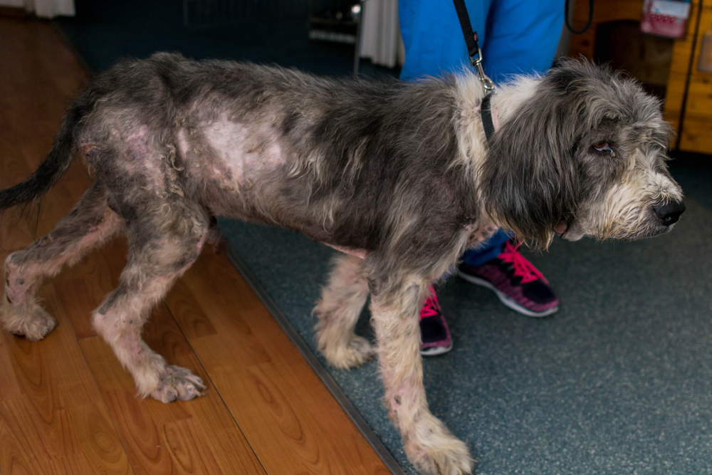 Elderly dog with mange skin condition requiring veterinary treatment.