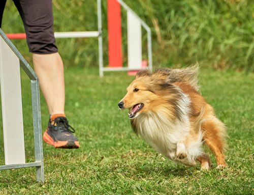 Core Strength for Dogs: Evidence-Based Home Programs