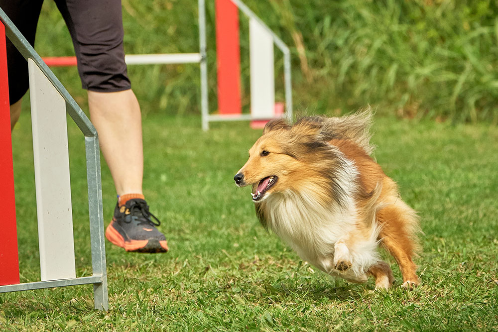 Small dog running quickly through an agility obstacle on a grassy field while a person runs beside it during training or a dog sport event.