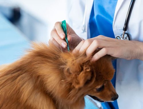 Deworming Schedules for Puppies & Kittens