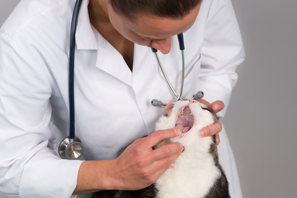 Veterinarian examining cat teeth and mouth during routine dental checkup in veterinary clinic