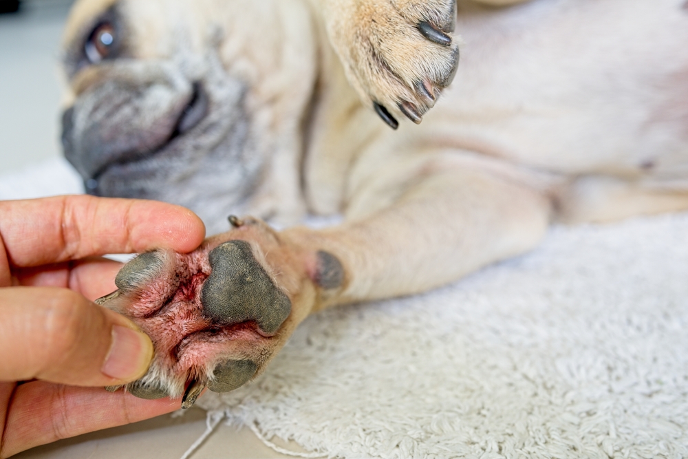 Close-up of a man examining a dog with red, itchy skin, highlighting potential allergies and health concerns in dog daycare.