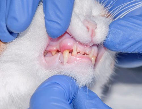 Feline Stomatitis: Advanced Treatment Pathways and Prognosis