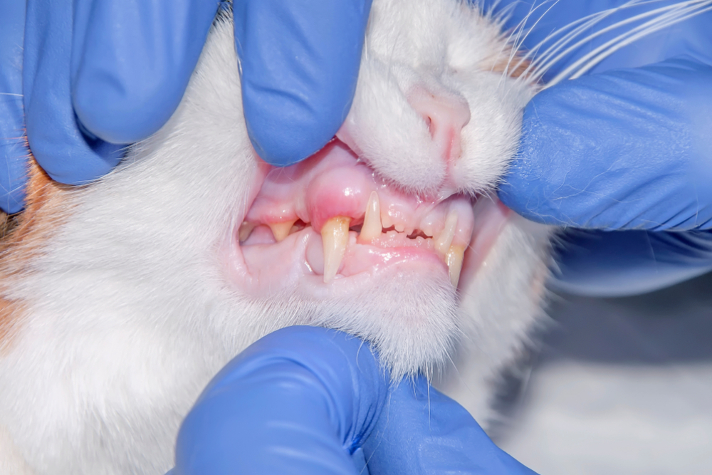 Veterinarian checking cat teeth and gums for dental disease during clinic examination