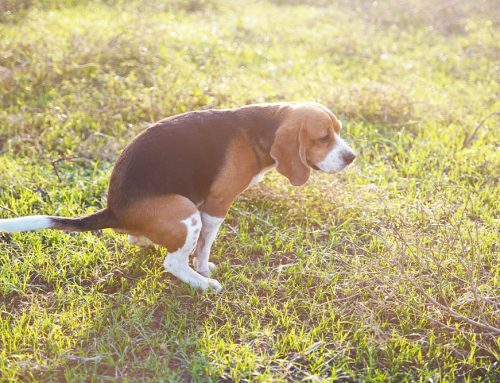 What’s Behind the Chronic Diarrhea? Intestinal Parasites and the Right Tests to Find Them