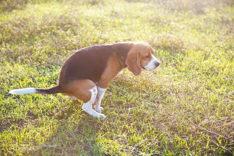 What's Behind the Chronic Diarrhea? Intestinal Parasites and the Right ...
