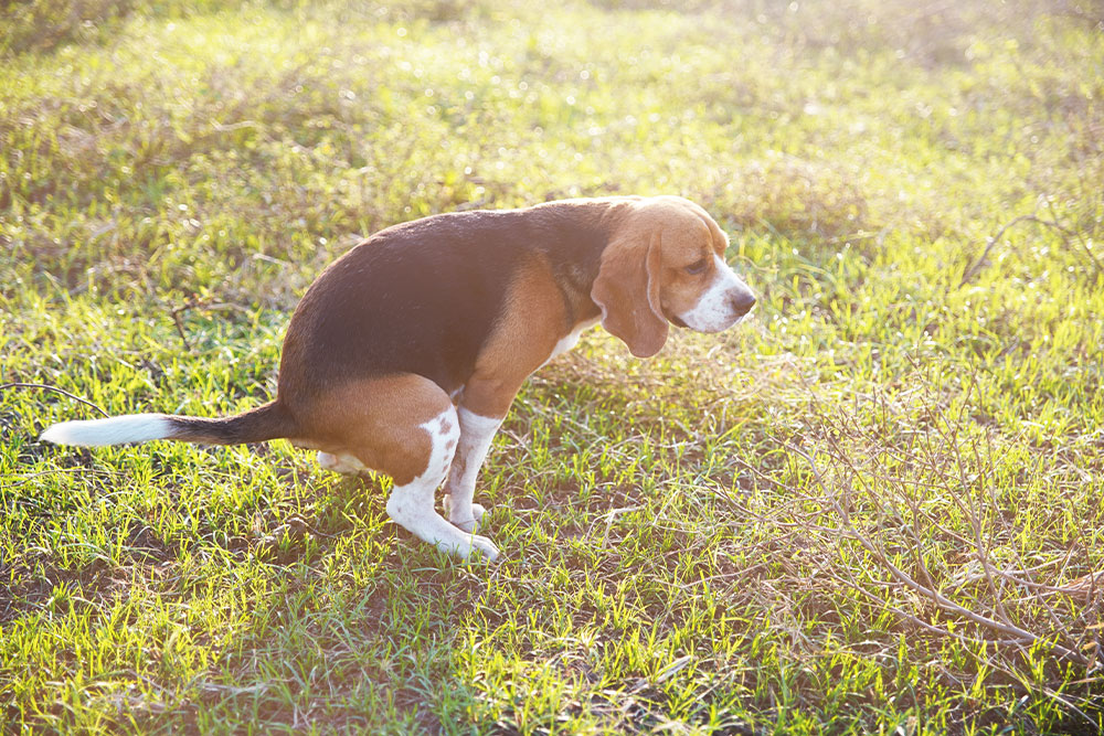 Beagle dog pooping in the grass outdoors during a walk, highlighting normal digestive and bathroom behavior in pets.