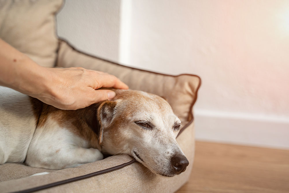 Pet owner comforting a companion dog during a veterinary visit, showing emotional support, care, and reassurance during treatment.