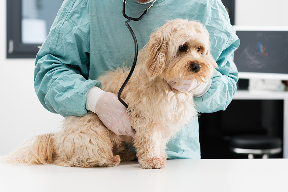 Veterinarian in scrubs using a stethoscope to examine a small fluffy dog on a clinic table while gently holding it in place