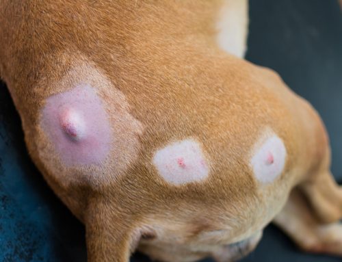 Is Your Pet’s Lump Harmless or a Sign of Cancer?