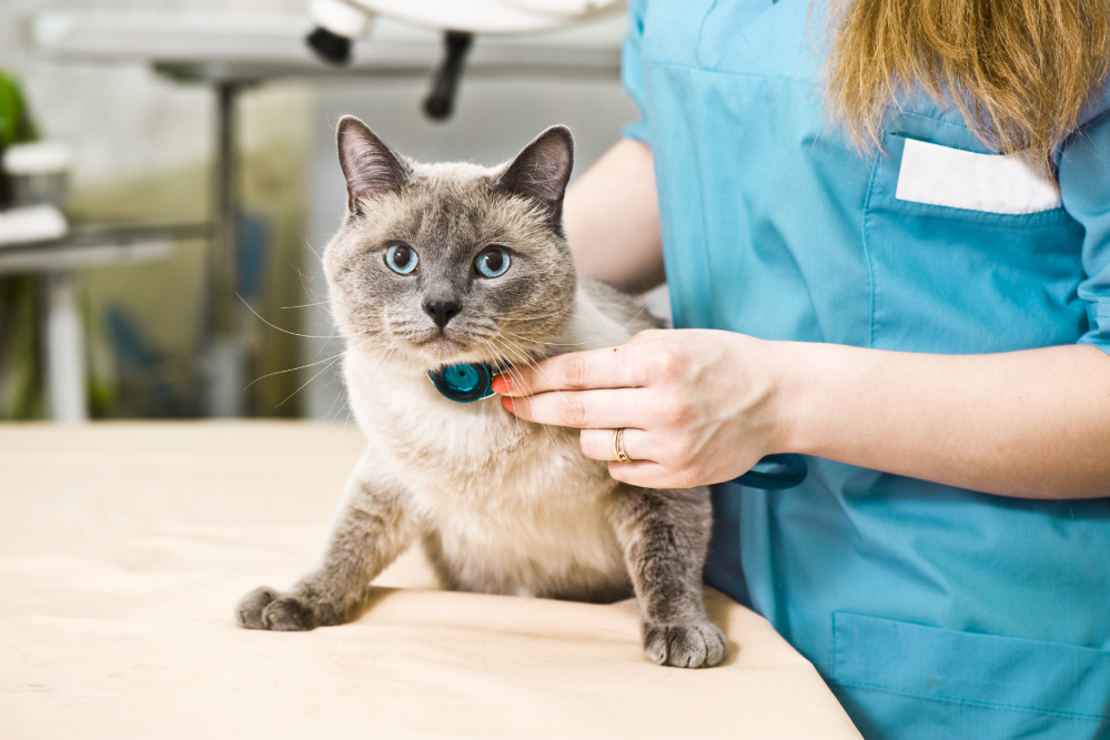 Veterinarian performing a routine health examination on a cat during a feline wellness check at an animal clinic.