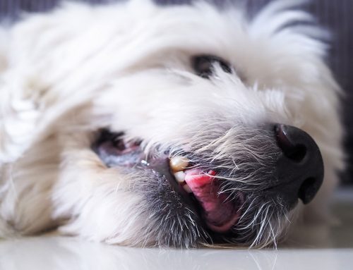 What to Do When Your Pet Has a Seizure: A First Aid Guide