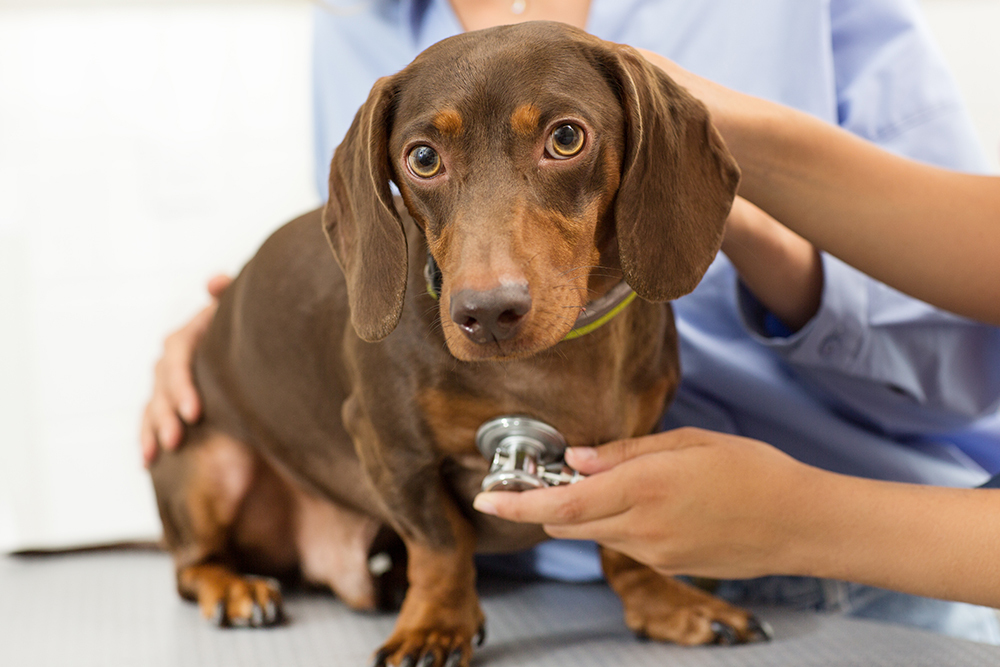 Dachshund at a veterinary visit receiving a routine health examination to assess overall wellness and detect potential health concerns.