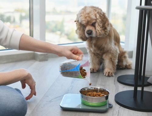 How Do You Know How Much Food Your Pet Actually Needs?