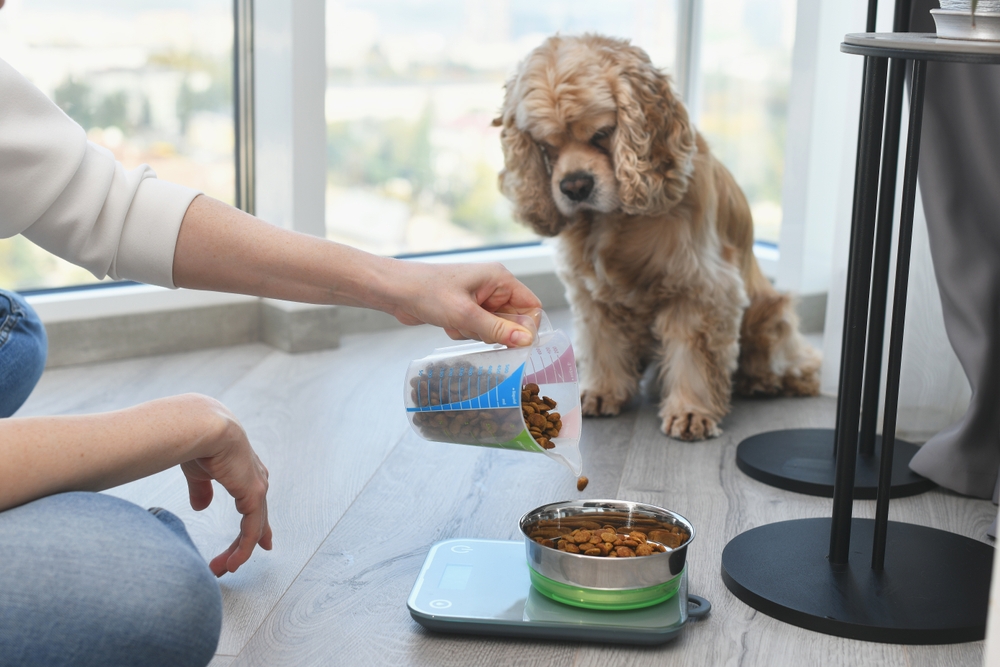 Woman measuring a portion of dry dog food on a kitchen scale to ensure accurate feeding and proper nutrition for her dog.