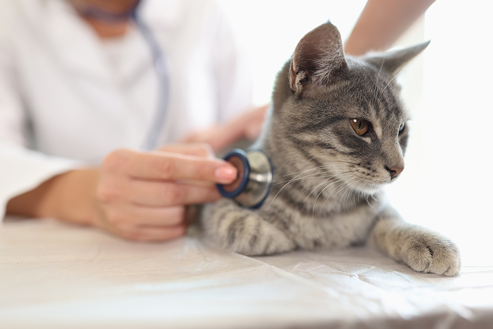 Kitten receiving a physical examination from a veterinarian during a routine health checkup.