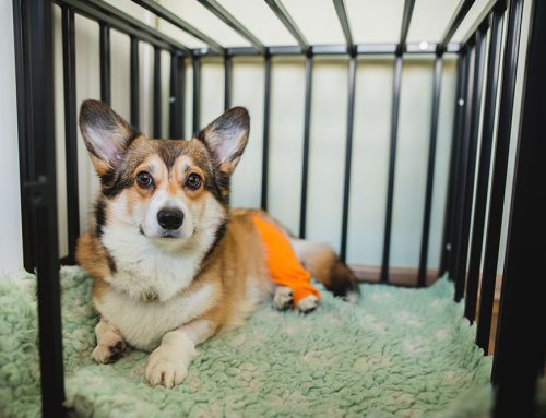 Are Mobility Aids Like Carts and Harnesses Right for My Dog?