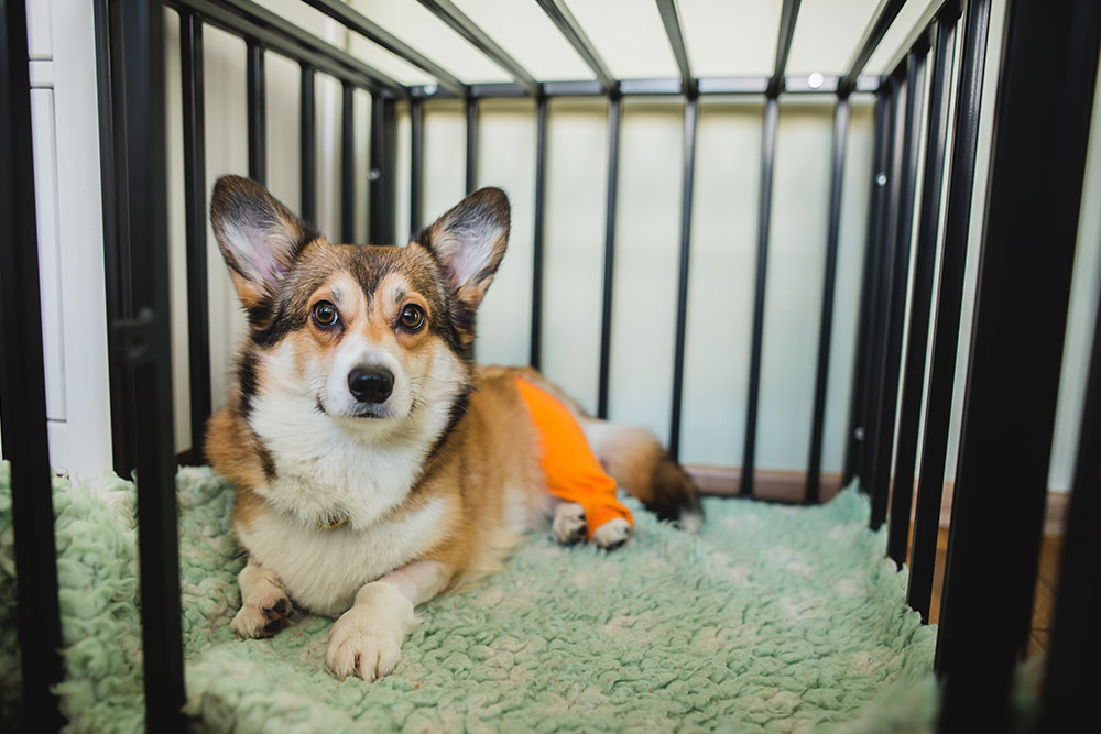 Corgi resting during recovery, highlighting the importance of post-operative care, restricted activity, comfort, and monitoring for a successful healing process.