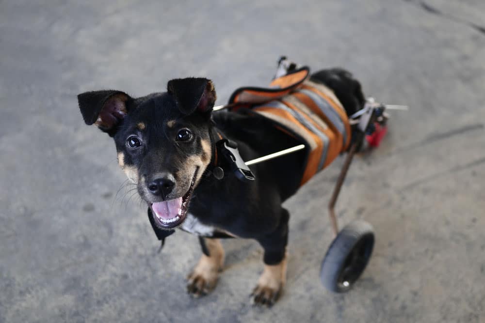 Smiling dog in a mobility cart, highlighting assistive devices for pets with mobility issues, rehabilitation support, and improved quality of life.