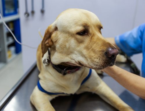 How Much Does Emergency Vet Care Cost in Valley Center?