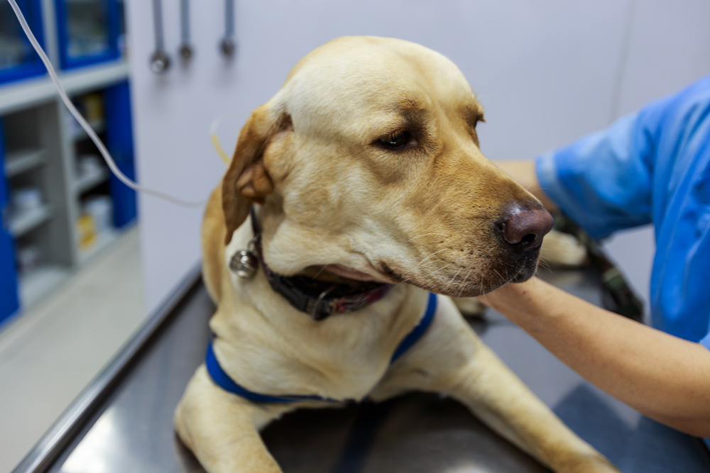 Labrador receiving emergency veterinary care during a critical medical evaluation and treatment.