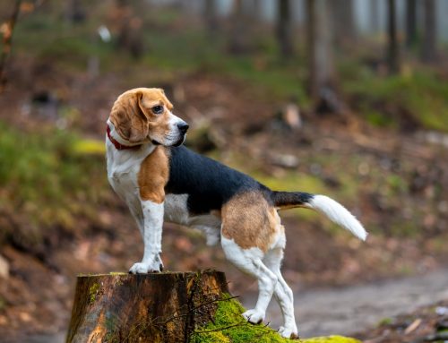 Which Hiking Hazards Actually Send California Dogs to the Vet?