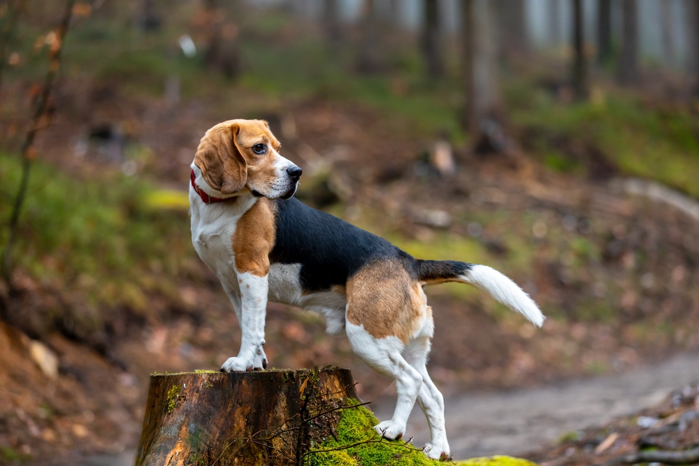 A tri-color Beagle dog standing alertly on a mossy tree stump in a forest setting.