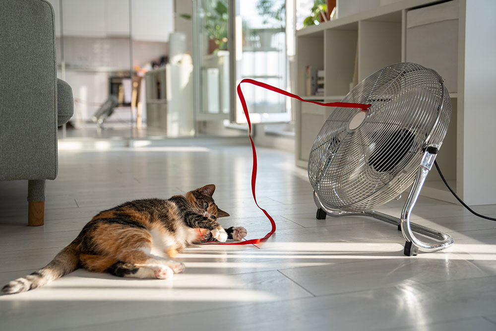 A wide-angle shot of a calico cat lying on a bright wooden floor indoors, batting playfully at a red ribbon attached to a metal floor fan that is blowing air in a sunny living room.