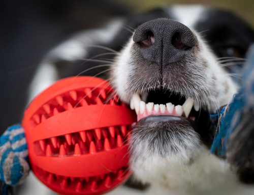 Are the Toys and Chews at the Pet Store Actually Safe for My Dog?