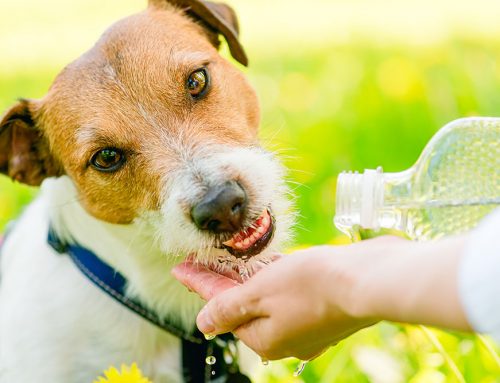 Should You Start Cooling an Overheated Pet Before the Drive to the Vet?