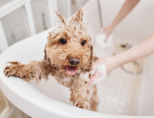Which Shampoos and Rinses Are Actually Safe for a Dog or Cat with Sensitive Skin?