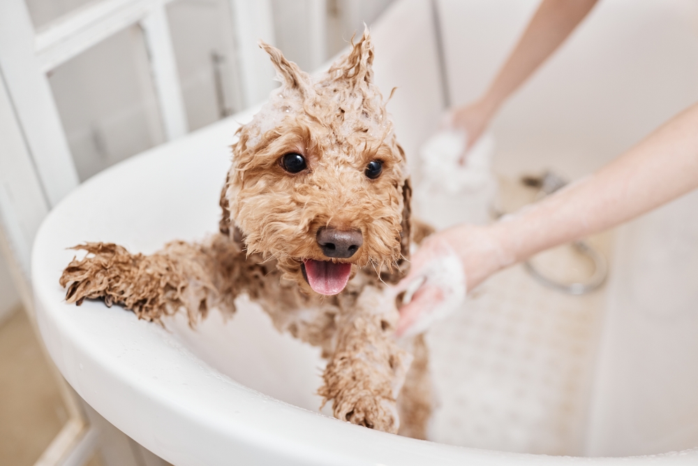 Dog being groomed to maintain a clean, healthy coat and skin.