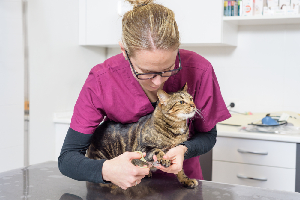 Veterinarian trimming a dog's nails as part of routine pet grooming and care.