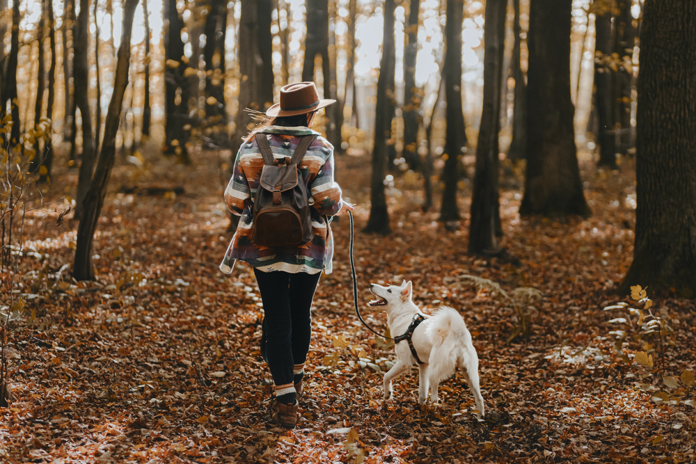A person wearing a hat and backpack walking a white dog on a leash through an autumn forest with fallen leaves.